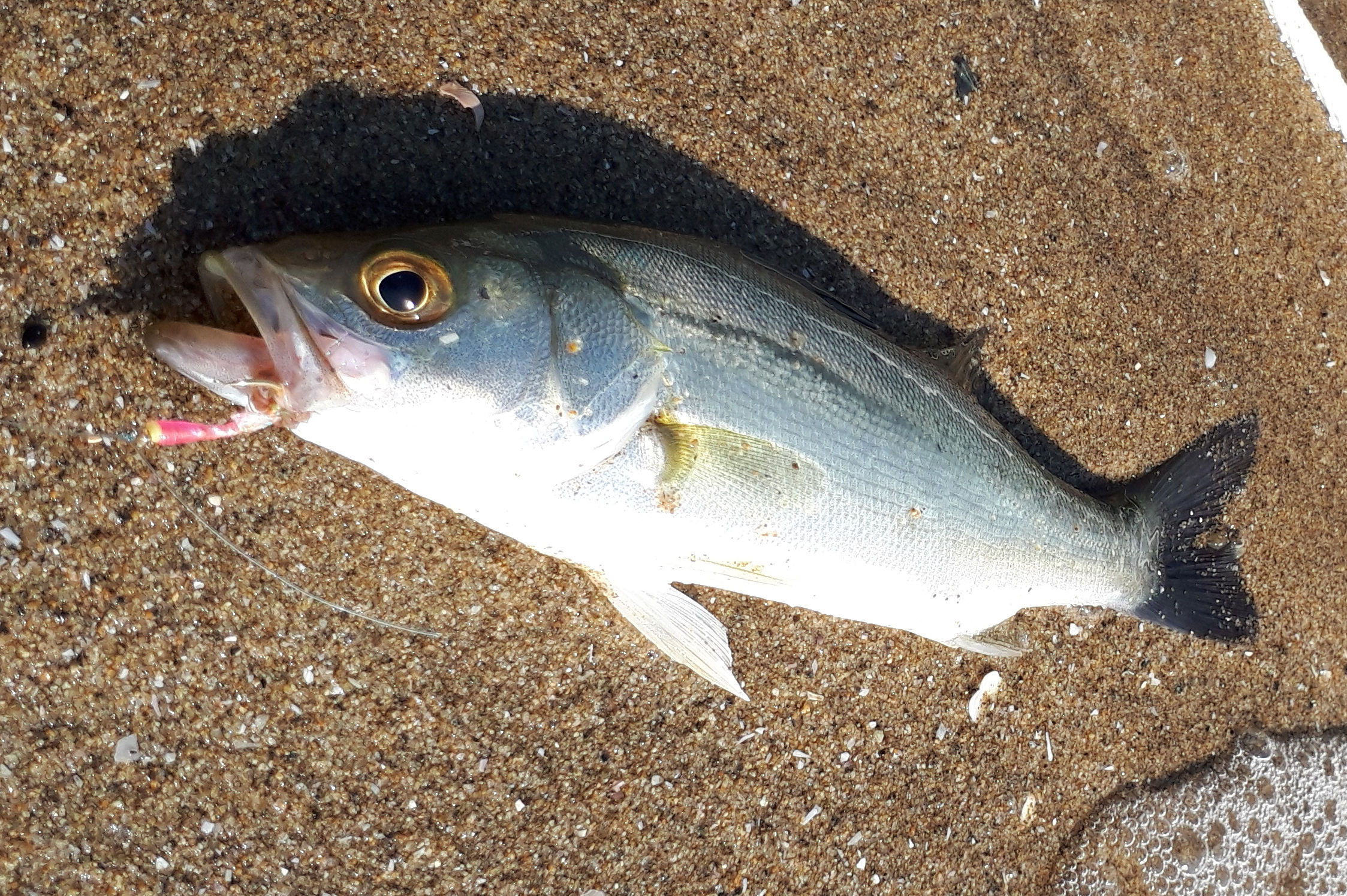 バルキーノ　Barchino　釣り　魚